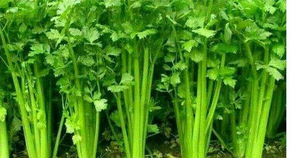 芹菜的原产地是哪里
