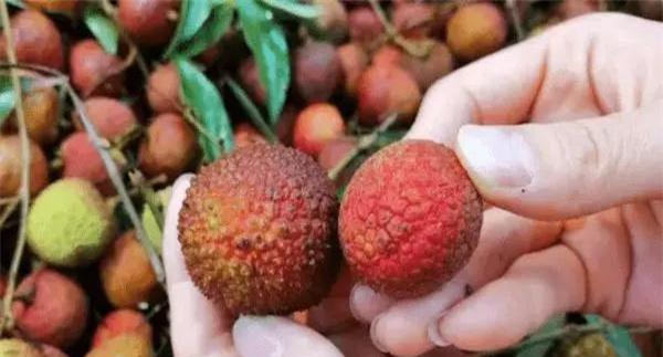 如何挑选荔枝