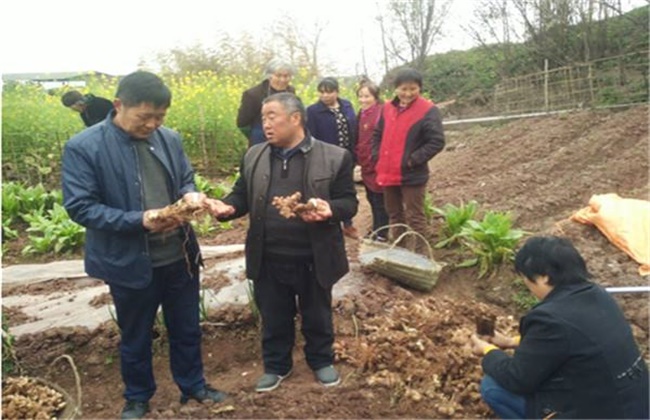 黄精种植技术与种植方法管理要点