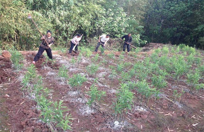 黄精的中耕除草