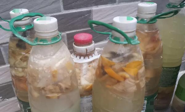 淘米水做水肥