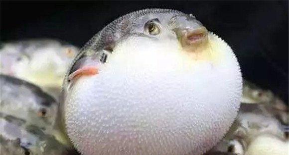 河豚毒素中毒症状