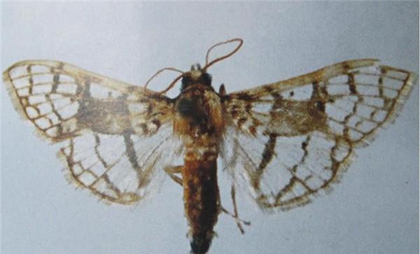 楸树楸梢螟的发生特点
