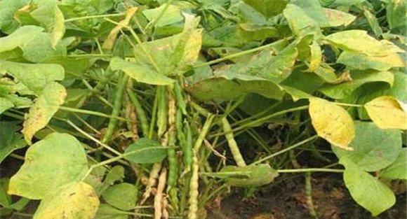 小豆种植管理技术要点