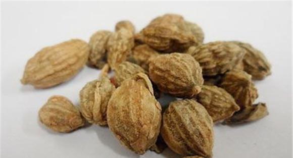 益智仁的医学中的具体应用