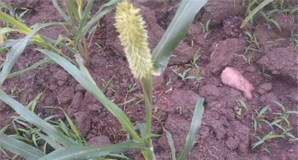 狼尾草播种技术