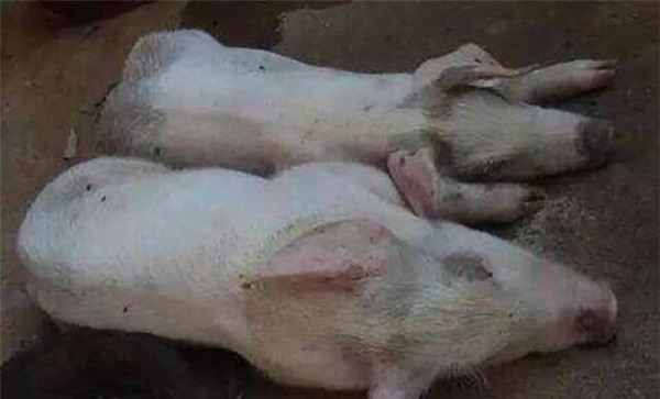 副猪怎么治