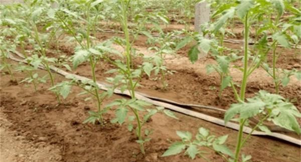 定植后防高温、防病虫、防雨水灌棚