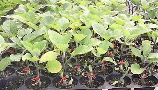 茄子的育苗