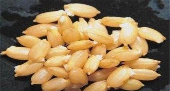 选良种、保纯度