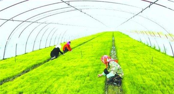 有机水稻种植高产技术的主要方法与步骤