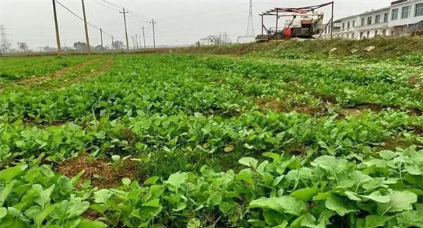 油菜日光温室早春、秋延迟栽培技术要点有哪些