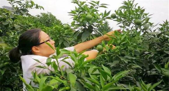 控制甜橙夏梢生长