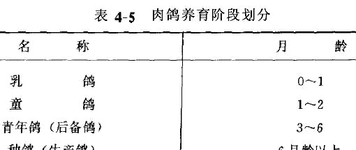 肉鸽管理技术