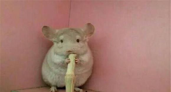 毛丝鼠吃什么