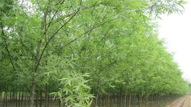 旱柳的园林用途