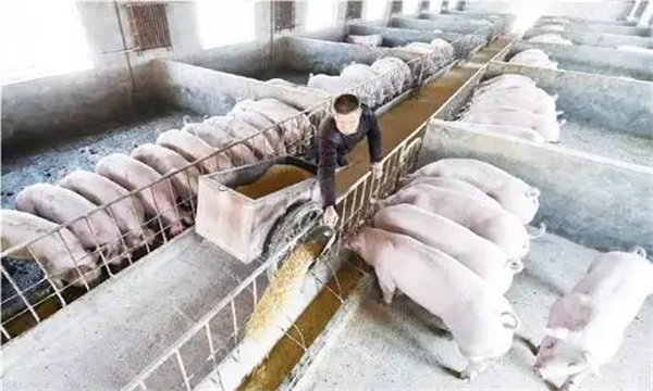 调节日粮粗纤维含量