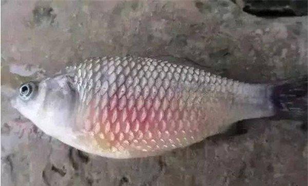 鱼竖鳞病的主要症状