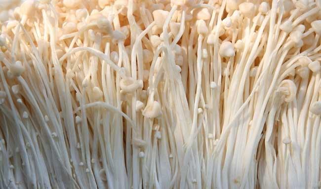 金针菇的种植－金针菇图片