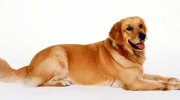金毛犬图片