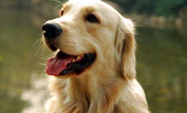 金毛犬