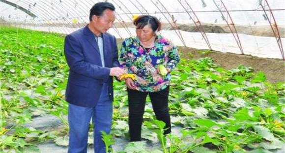 大棚西葫芦的种植与管理