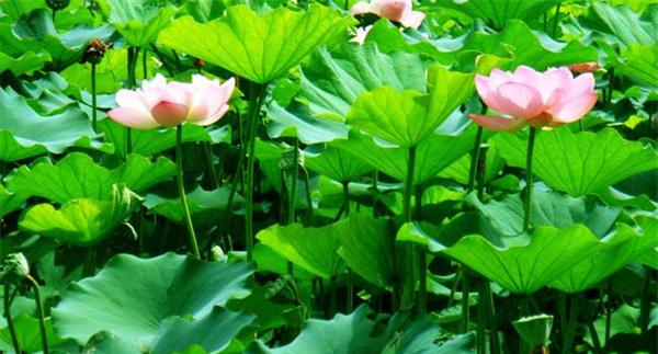 荷花种子催芽播种