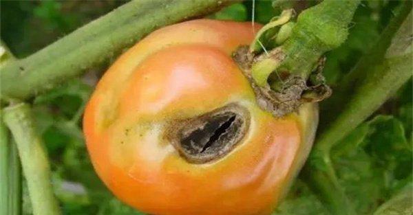 如何防治西红柿钻心虫