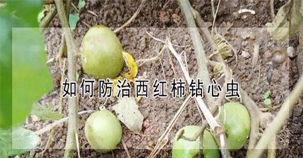 西红柿钻心虫用什么药防治