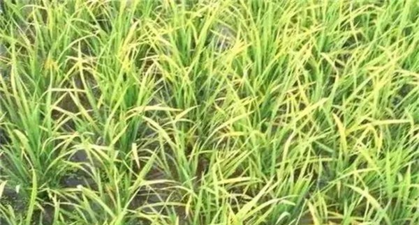 如何通过合理施用氮肥来提高稻米品质
