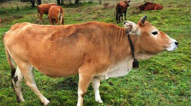 怎样用肉眼鉴定肉牛的质量