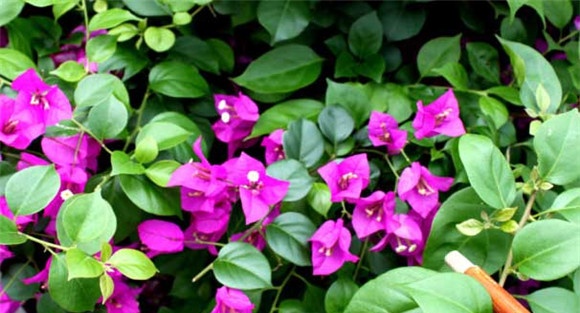 叶子花