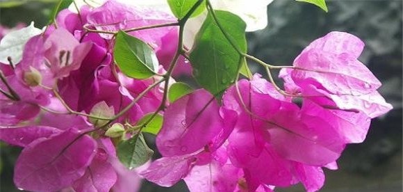叶子花（三角花）如何养殖