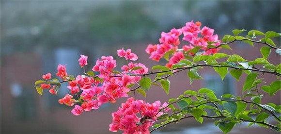 叶子花栽培管理要点