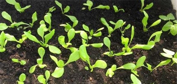 生菜育苗技术要点与主要步骤