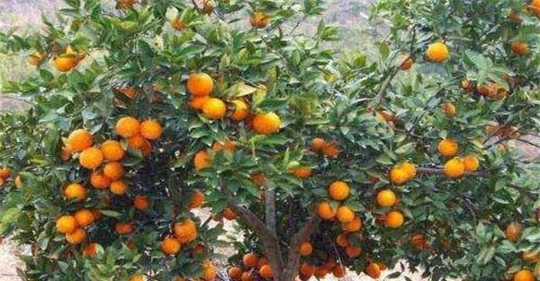 橙子树的种植技术要点
