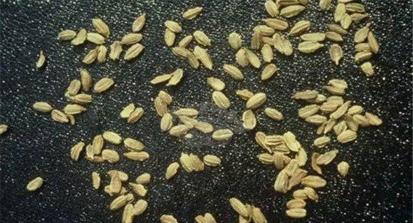 胡萝卜种子的浸种催芽