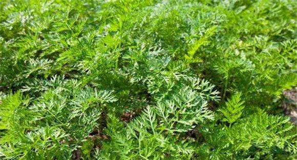胡萝卜田间管理技术要点