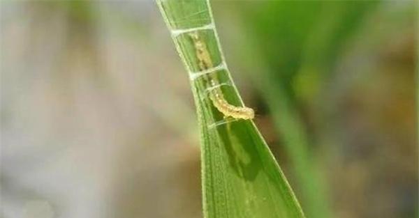 稻纵卷叶螟的危害