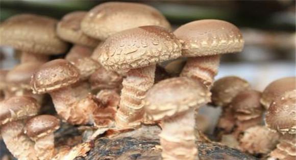 怎样用速生高产栽培新技术种香菇