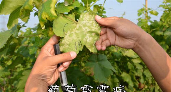 葡萄霜霉病的防治