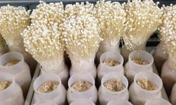 金针菇袋栽法