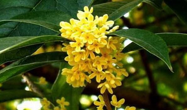 桂花养殖方法