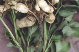 花生病虫害防治技术