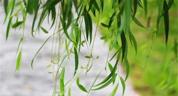 柳树叶的药用价值是什么