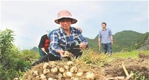 湖北贝母的采收与熏蒸