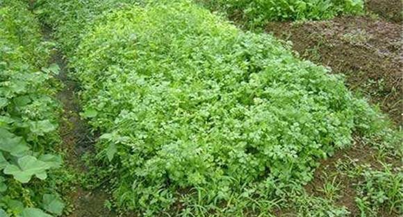香菜的追肥浇水要点