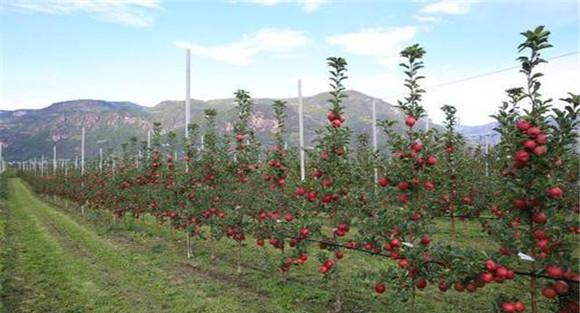 纺锤形苹果树演变出很多树形