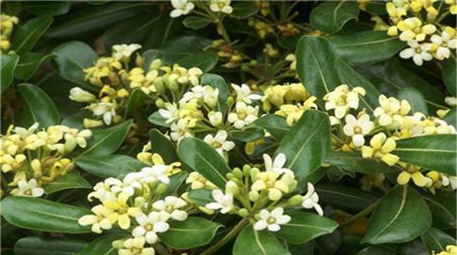 冬青开花吗？