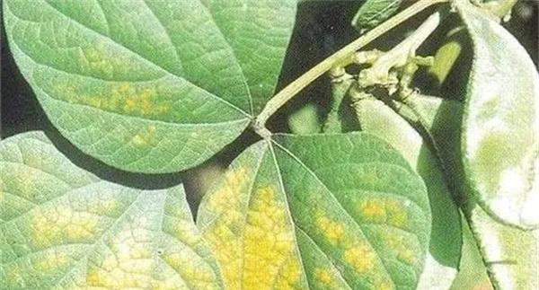 大豆花叶病毒病的发病原因、症状表现和防治方